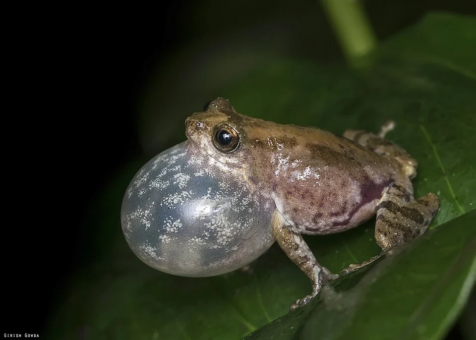 Raorchestes tuberohumerus from agumbe