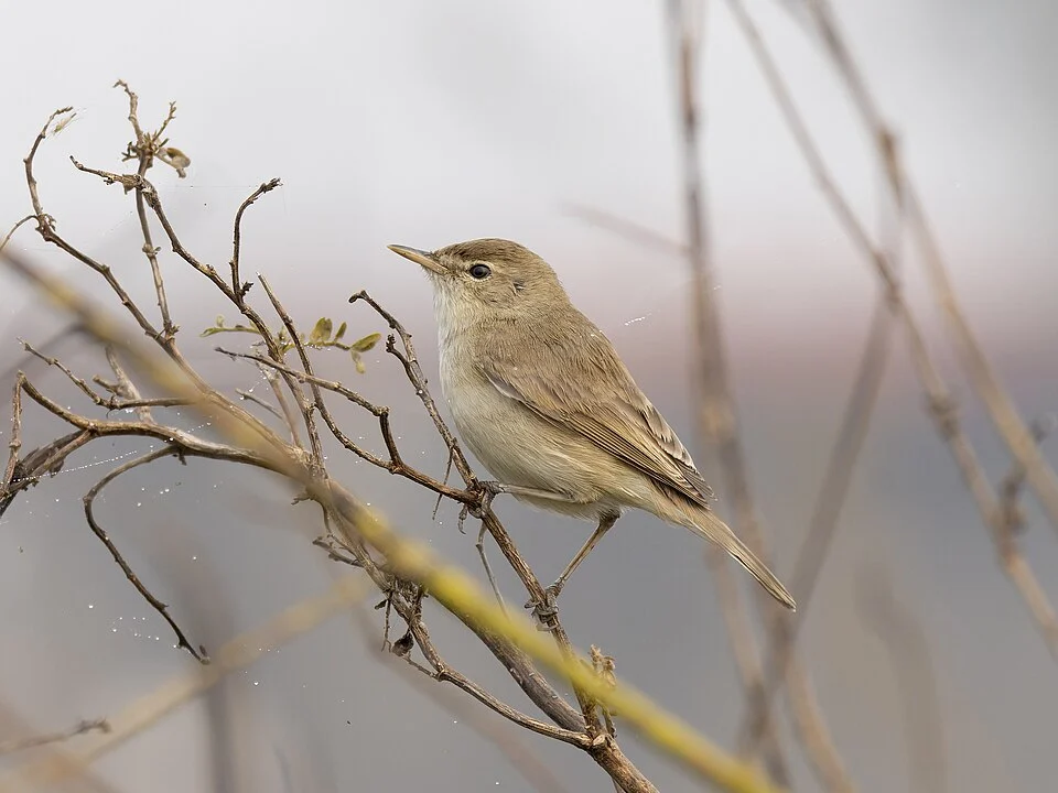 Booted Warbler (Iduna caligata, Acrocephalidae, Passeriformes) in Baruipur, West Bengal, India.