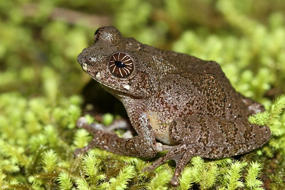 Raorchestes signatus, frog from india