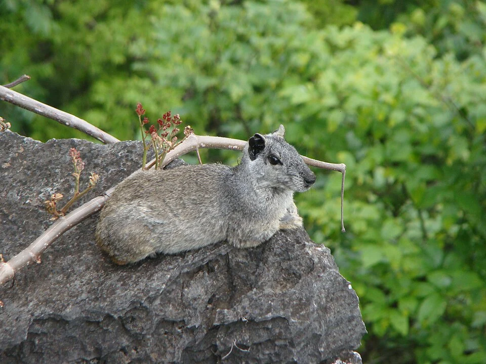 Kerodon acrobata from Monte Alegre de Goiás, Brazil.