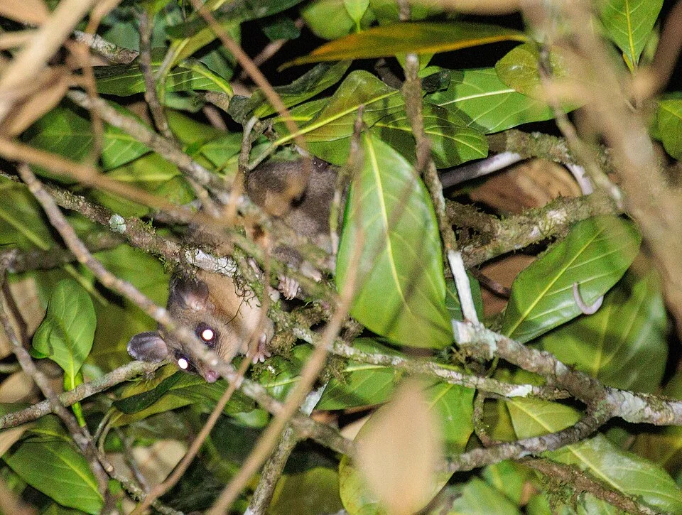 Photo of North-eastern Woolly Mouse Opossum uploaded from iNaturalist.