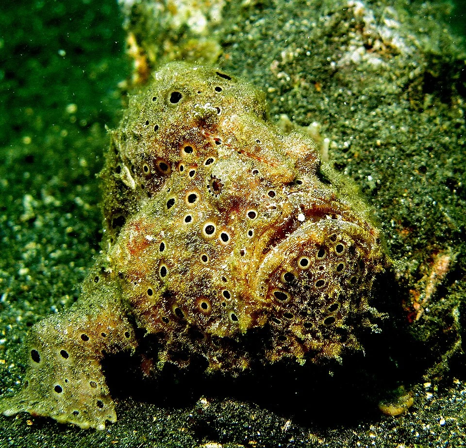 Antennarius pictus - Painted FrogFish.