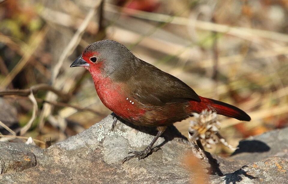 Male African Firefinch Lagonosticta rubricata at Cumberland Nature Reserve, KwaZulu-Natal. Cropped version of