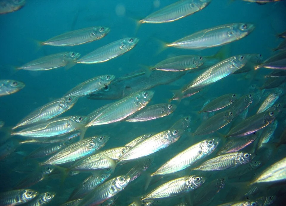 A school of Jack Mackerel (Trachurus declivis). Fairy Bower, Manly, NSW157480768