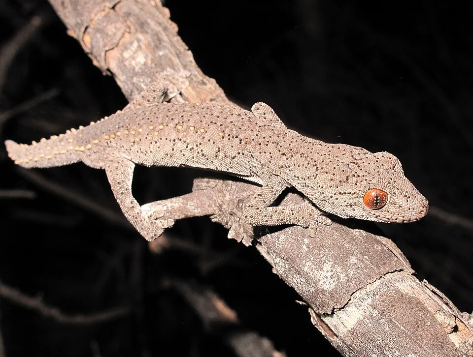 Strophurus williamsi