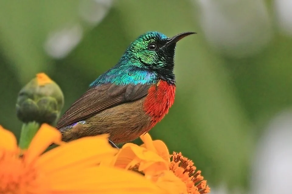 Northern double-collared sunbird (Cinnyris reichenowi preussi) male, Bwindi Impenetrable Forest, Uganda