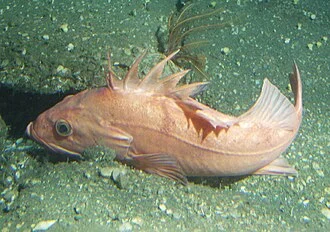Cowcod (Sebastes levis) observed off Pt Pinos during a sanctuary seafloor monitoring survey using the Delta submersible.