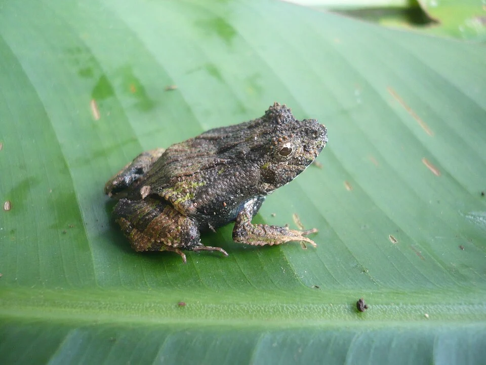 Edalorhina perezi, Parque Nacional del Manu, Madre de Dios, Perú.