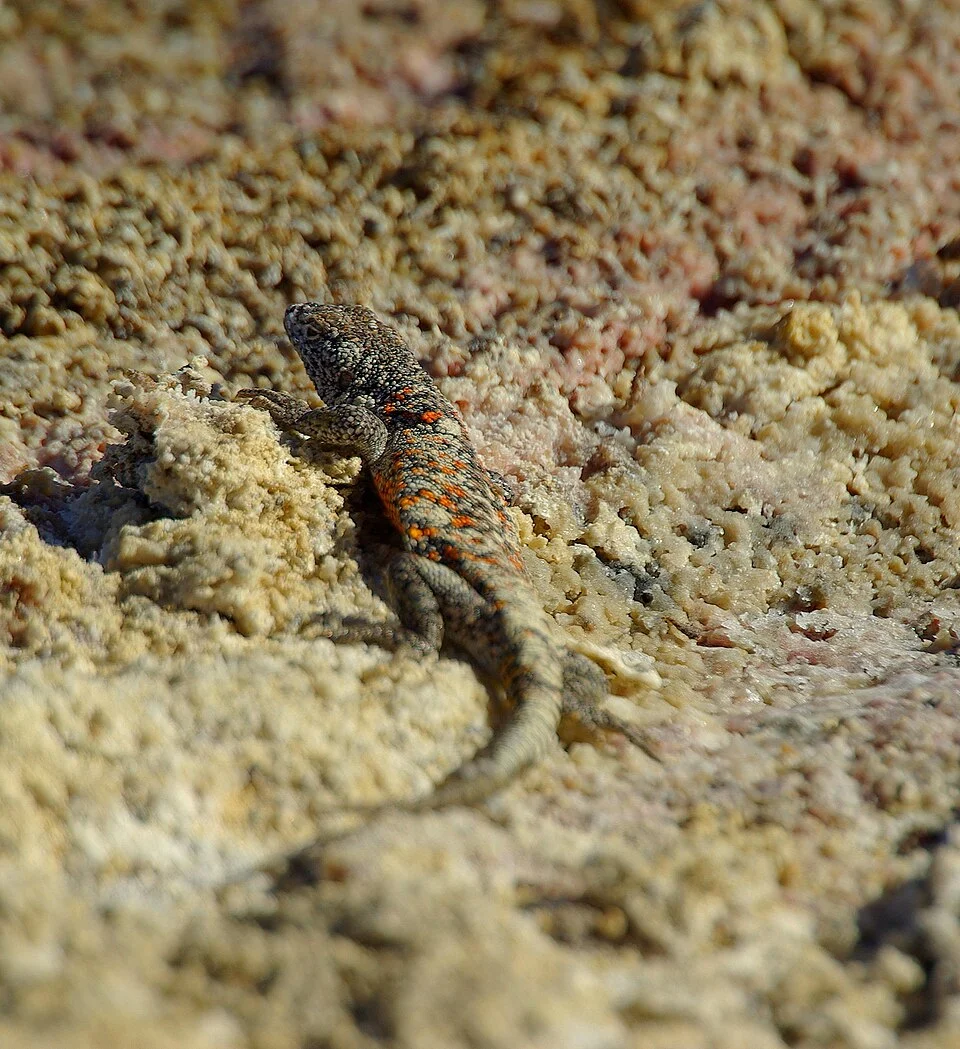 La lagartija de Fabián (Liolaemus fabiani) en el Salar de Atacama, abril de 2010
