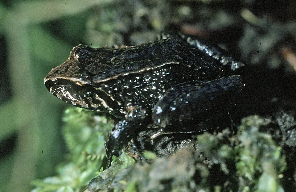 Pristimantis truebae
