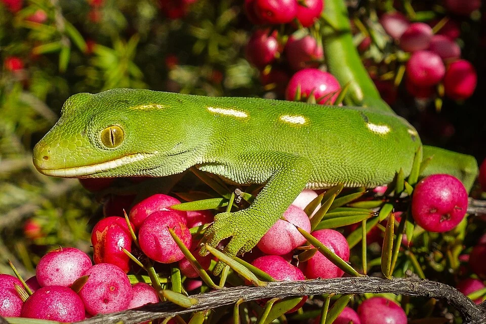 Aupouri Gecko (Naultinus flavirictus) in New Zealand