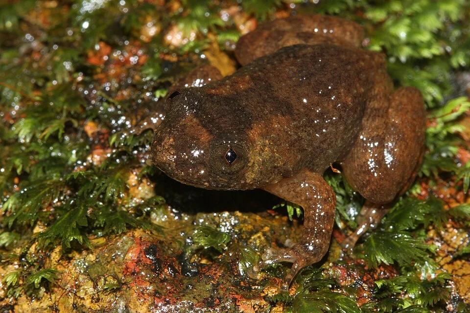 frog from india