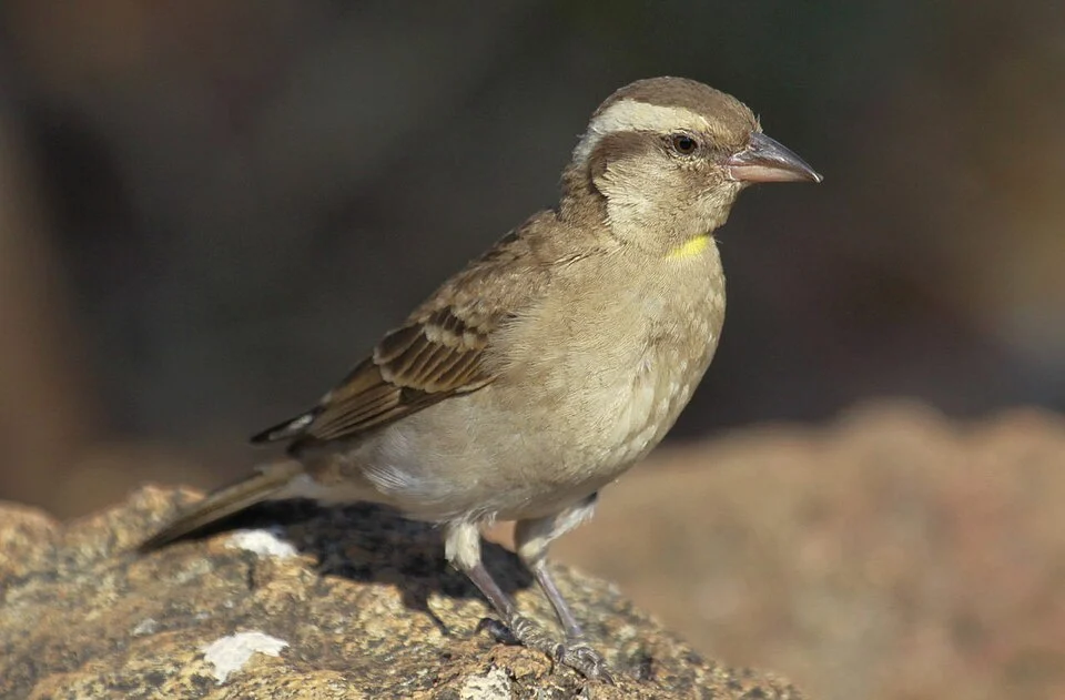 Yellow-throated Petronia, Pilanesberg National Park, South Africa