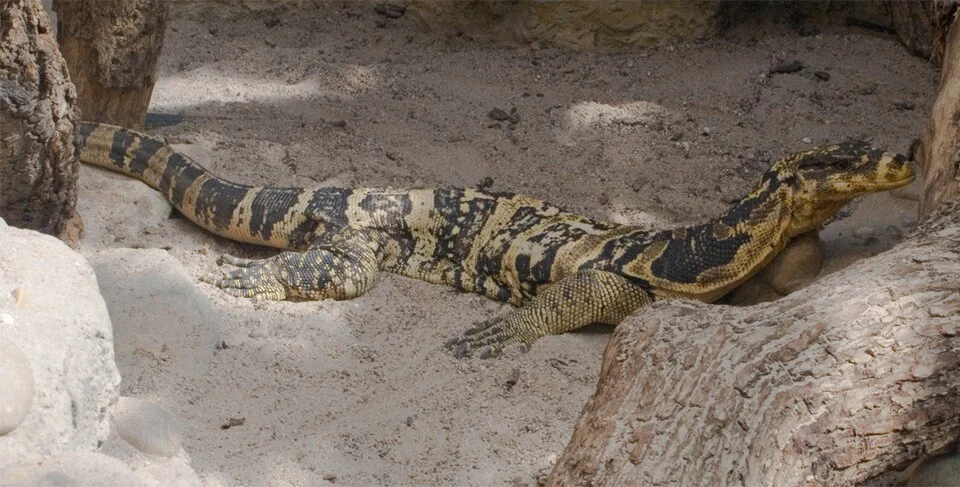 The Philippine water monitor in the zoo of Frankfurt, Germany