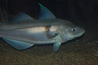 Haddock (Melanogrammus aeglefinus) at the New England Aquarium, Boston MA.