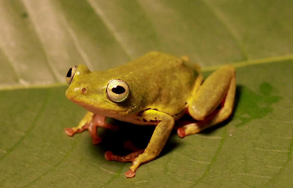 Hyperolius cinnamomeoventris. Libreville, Gabon.
