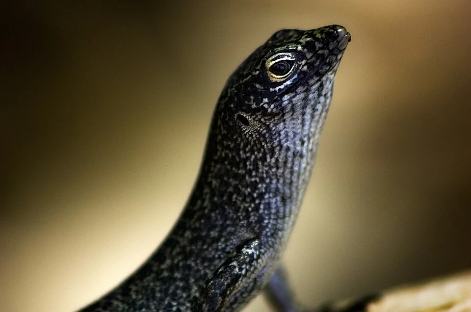 Head of a Noronha skink (Trachylepis atlantica) on Fernando de Noronha island, Brazil.
Original description:
"A mabuia é um réptil simpático, curioso e aparentemente sempre faminto, endêmico à ilha de Fernando de Noronha. Para quem gostou do bichinho, há outra <a href="https://www.flickr.com/photos/jimsk/124238509/">aqui</a> fotografada durante nossa visita anterior à ilha.

The Noronha skink is a cute little reptile. They're endemic to the island of Fernando de Noronha, are extremely curious and apparently insatiably hungry. If you liked this one, there's another shot from our previous visit 