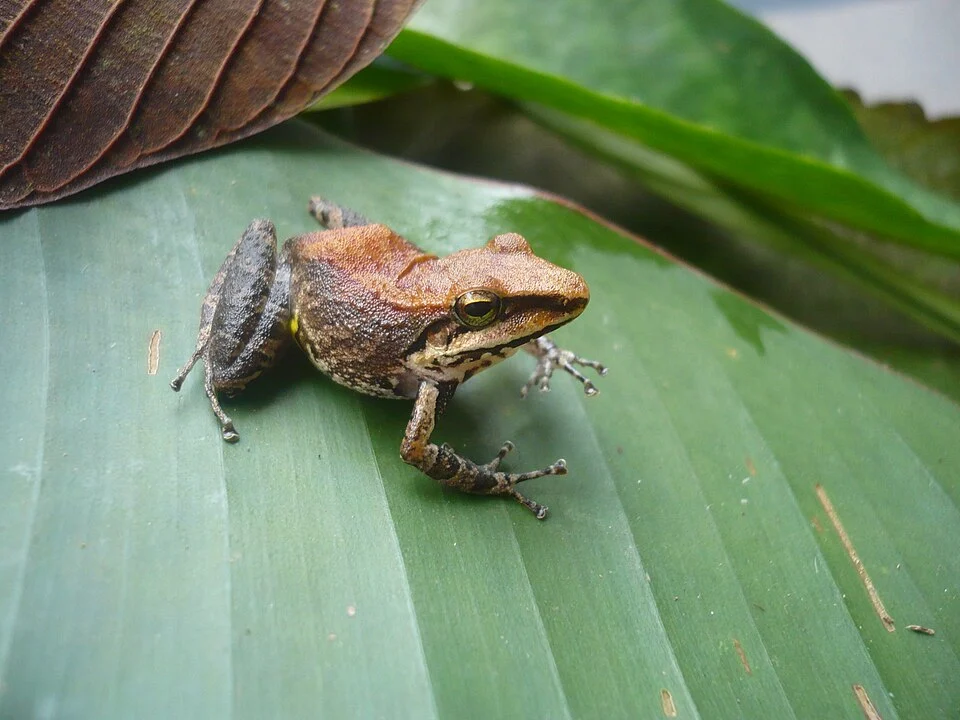 Pristimantis toftae, Parque Nacional del Manu, Madre de Dios, Perú.