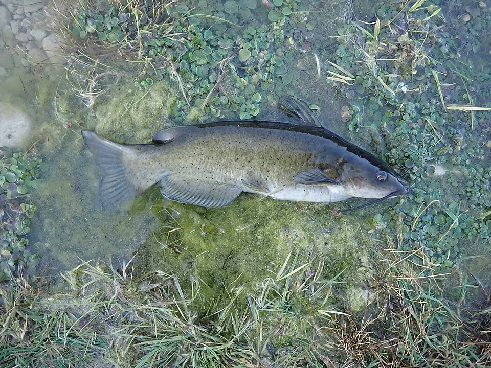 Promptly released to original habitat.
