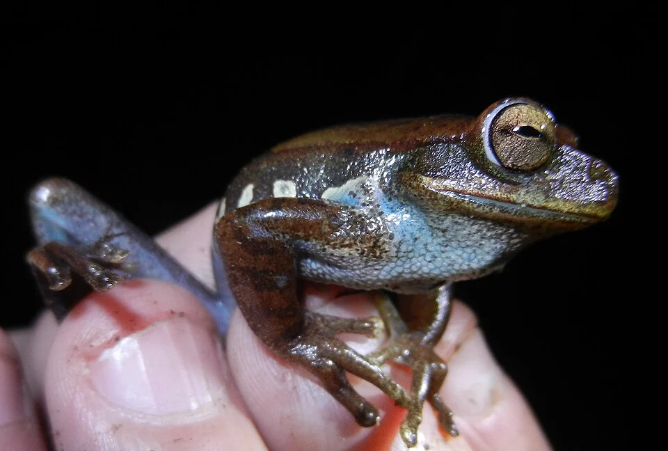 Hypsiboas gladiator, San Pedro, Manu National Park.