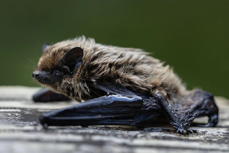 Savi's Pipistrelle (Hypsugo savii) in Spain