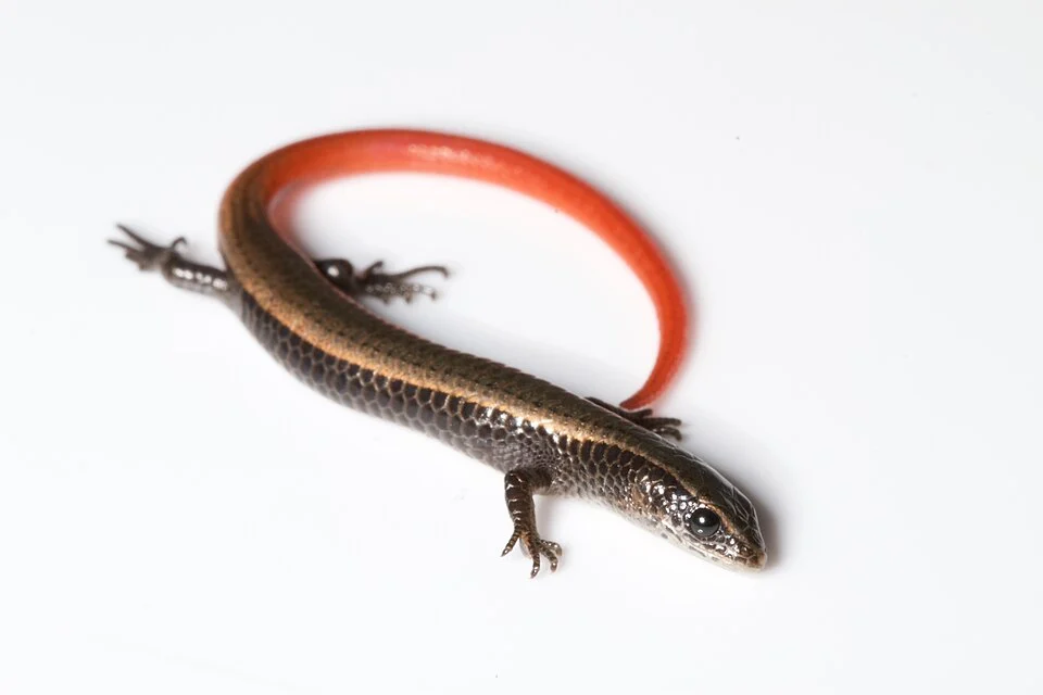 Golden spectacled tegu juvenile with red tail