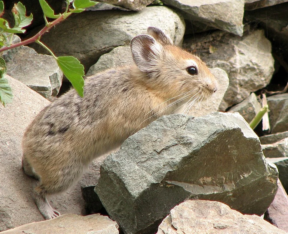 We found plenty of Pikas all over Ladakh. These small creatures blend very well with the surrounding stones and rocks, and move pretty fast.