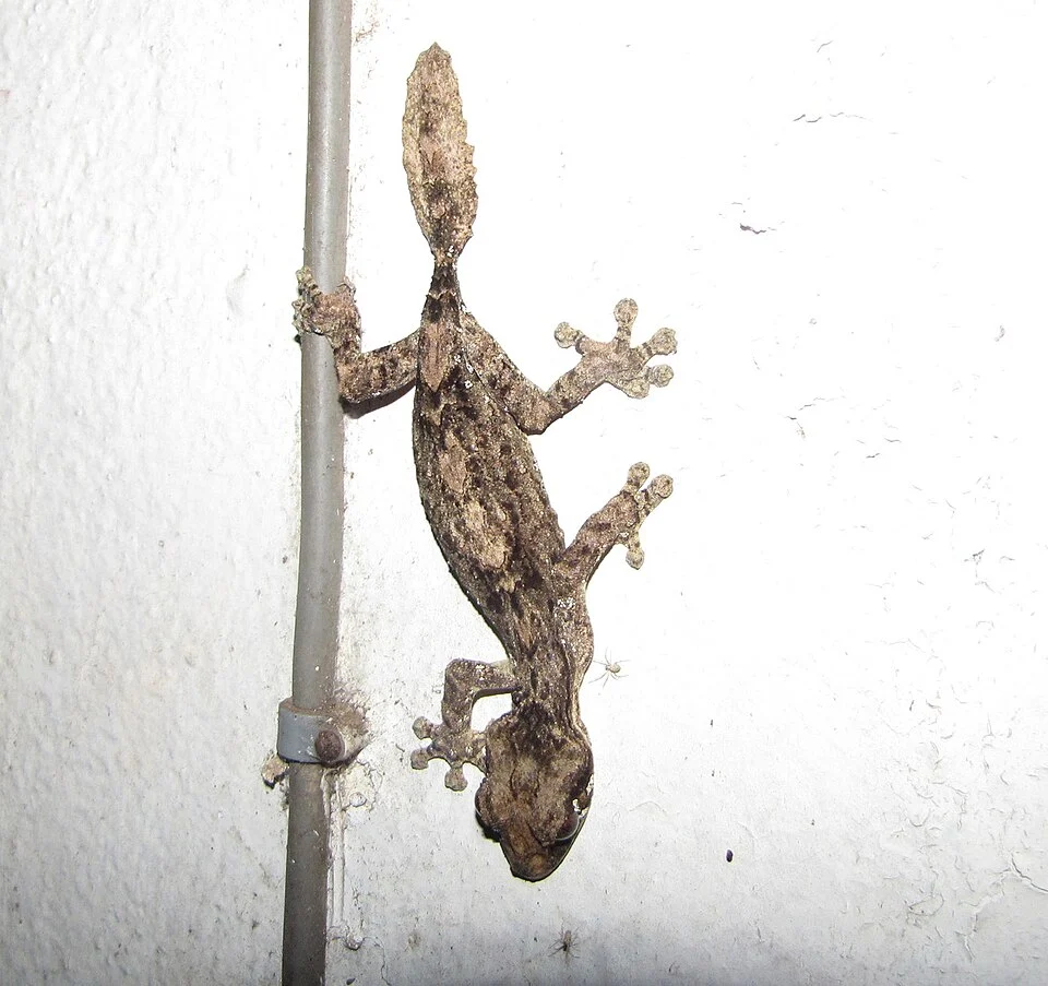 Northern Flat-tail Gecko (Uroplatus alluaudi)