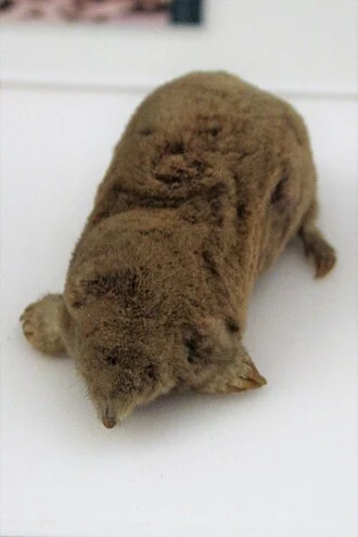 Taxidermied blind mole (Talpa caeca) at the Cambridge University Museum of Zoology, England.