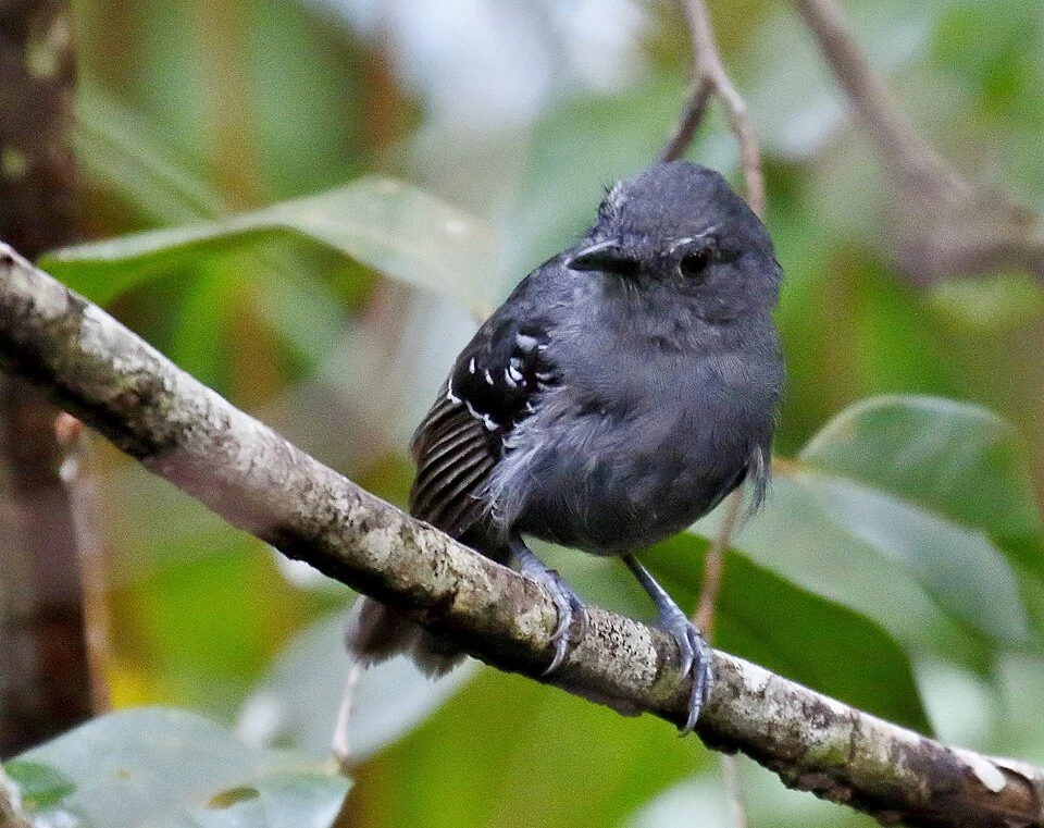 Belem antbird (male) at Barra de São Miguel, Alagoas, Brazil