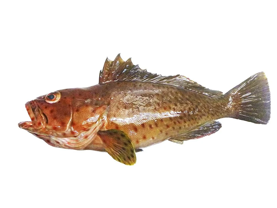 Epinephelus longispinis in Reunion