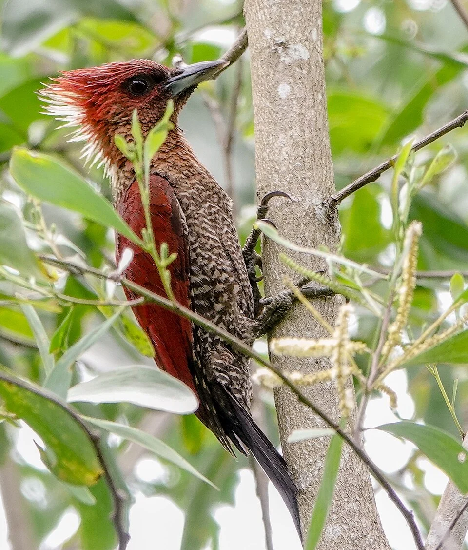 Banded Woodpecker (Chrysophlegma miniaceum)