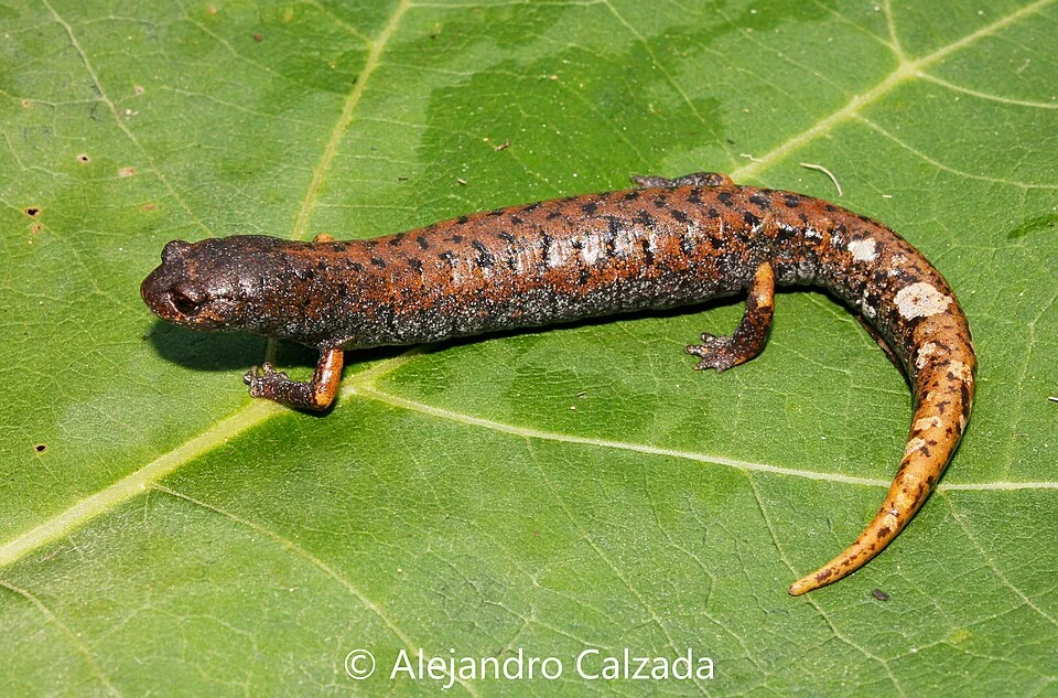 Mustache False Brook Salamander (Pseudoeurycea mystax)