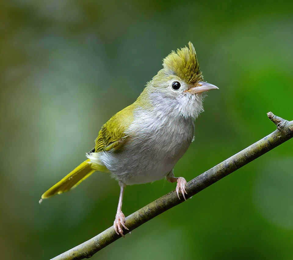 White-bellied Erpornis, Deo Nui San