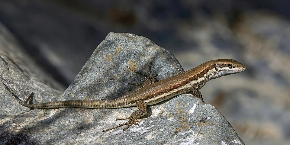 Troodos lizard (Phoenicolacerta troodica), under Elia Bridge, Cyprus