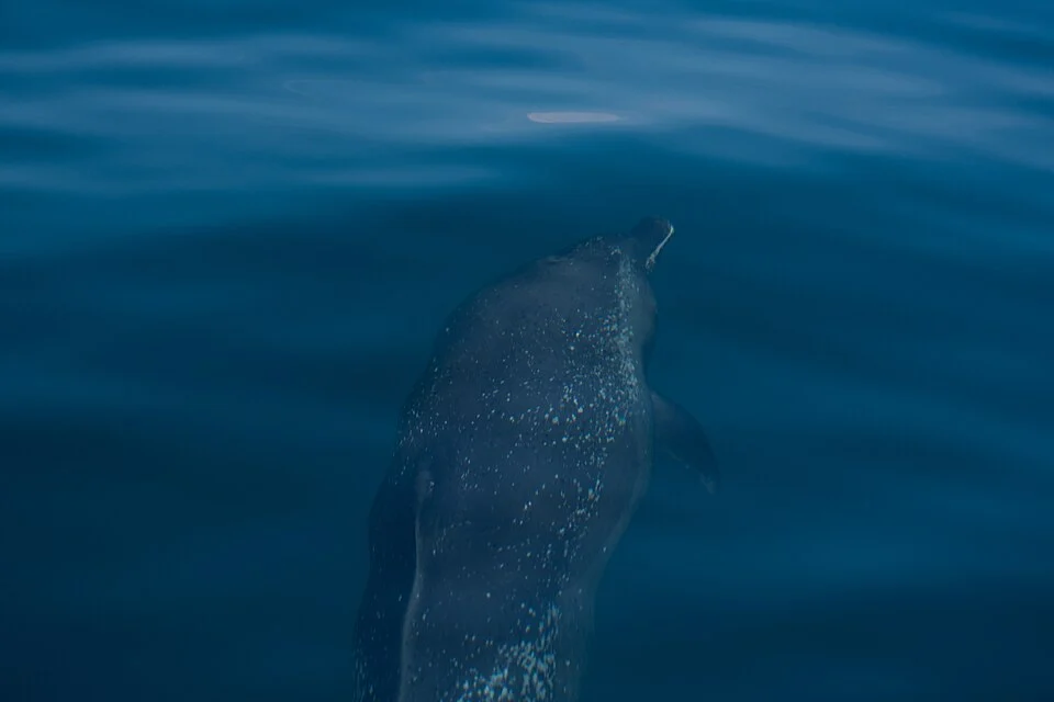 A pan tropical spotted dolphin is seen as it swims, its markings visible through the water, seen in Costa Rica's Golfo Dulce in 2025
