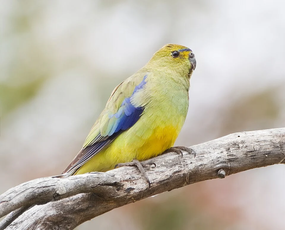 Blue-winged Parrot (Neophema chrysostoma), Mortimer Bay, Tasmania, Australia.
