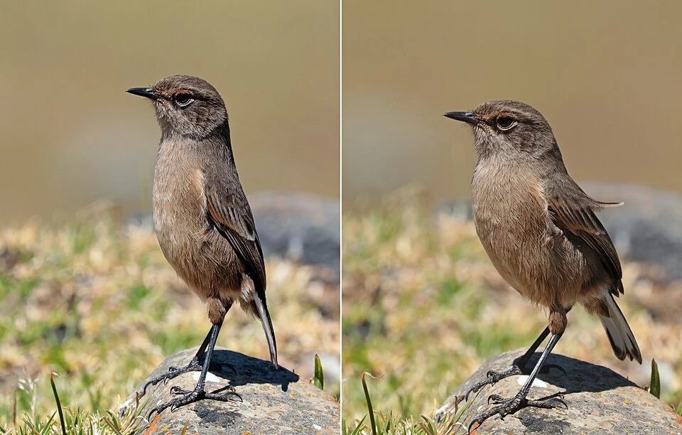 Moorland chat (Pinarochroa sordida sordida) composite of two imgaes of the same specimen, Bale Mountains National Park, Ethiopia