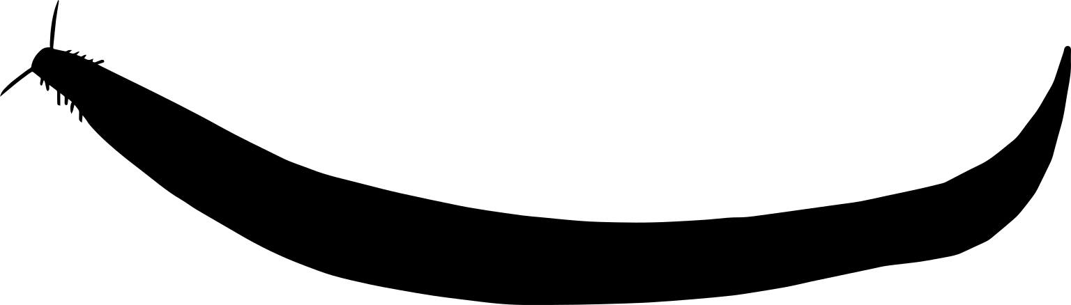 Scott Hartman’s 2013 Pikaia gracilens reconstruction silhouette, showing a curved slender body and projections near one end