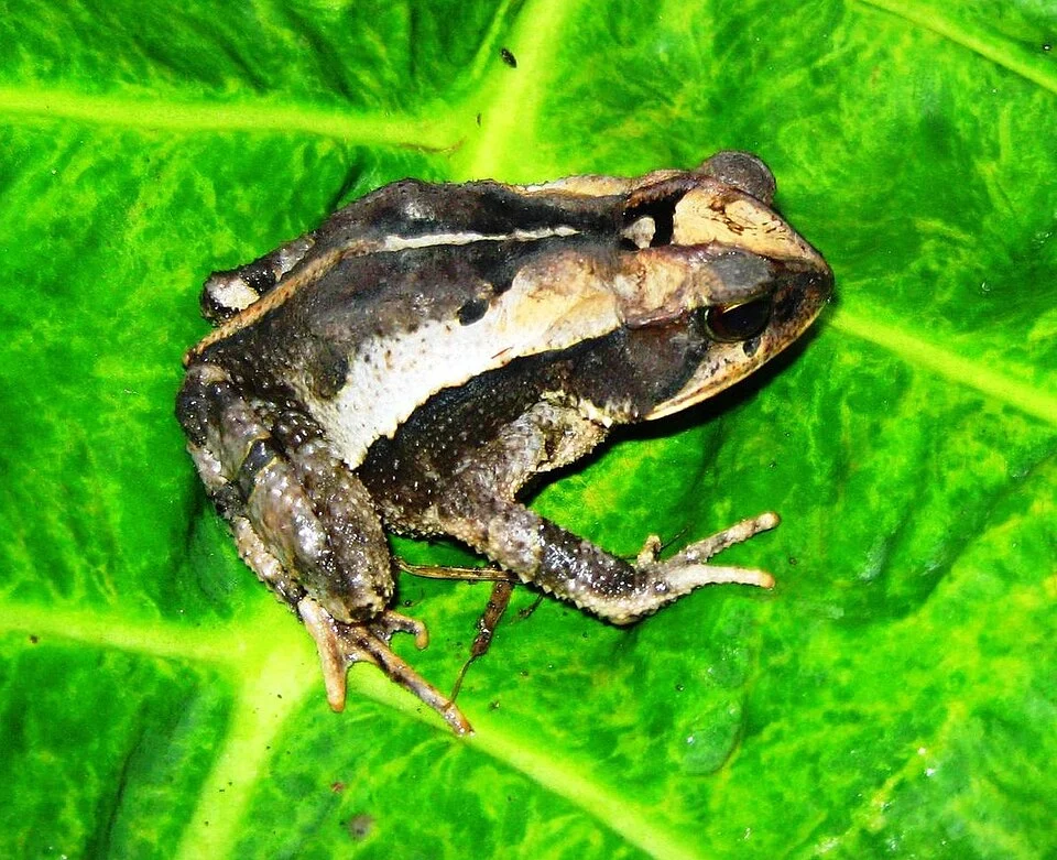 Mountain Toad (Incilius cavifrons). Species of amphibian.