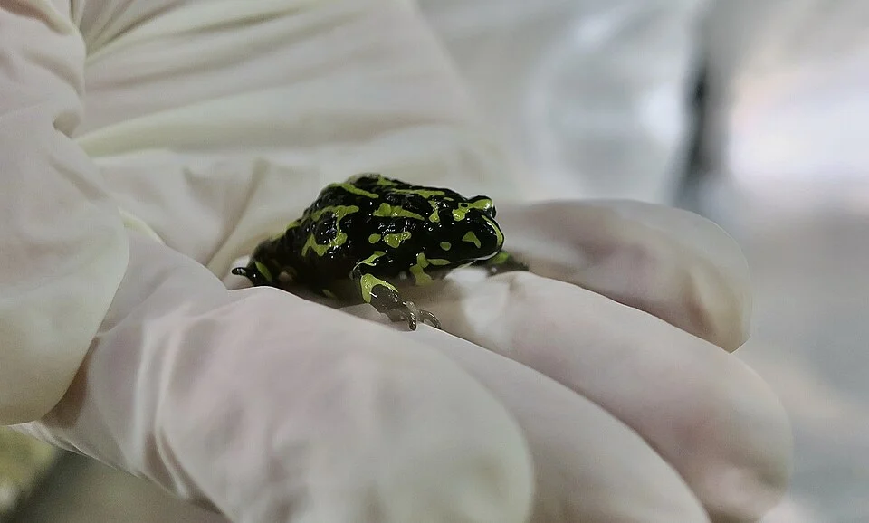 A northern corroboree frog (Pseudophryne pengilleyi) at Taronga Zoo.