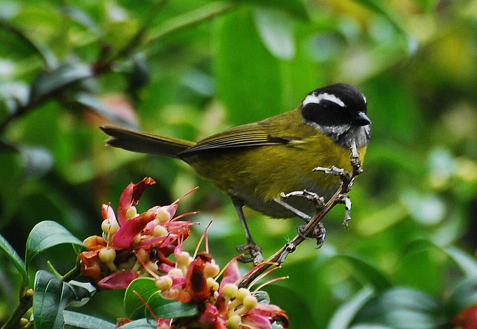 Sooty-capped Bush-tanager at the Mirador de Quetzals, Costa Rica, 080226.  Chlorospingus pileatus.