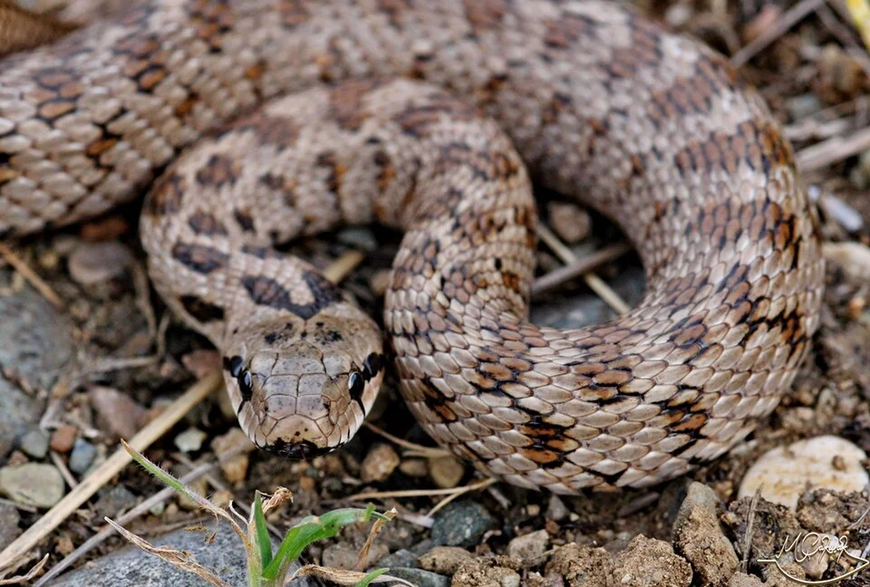 Transcaucasian Rat Snake