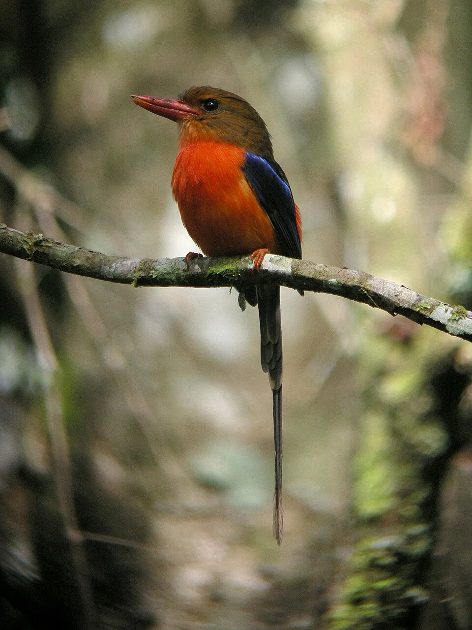 Brown-headed Paradise-kingfisher (Tanysiptera danae)