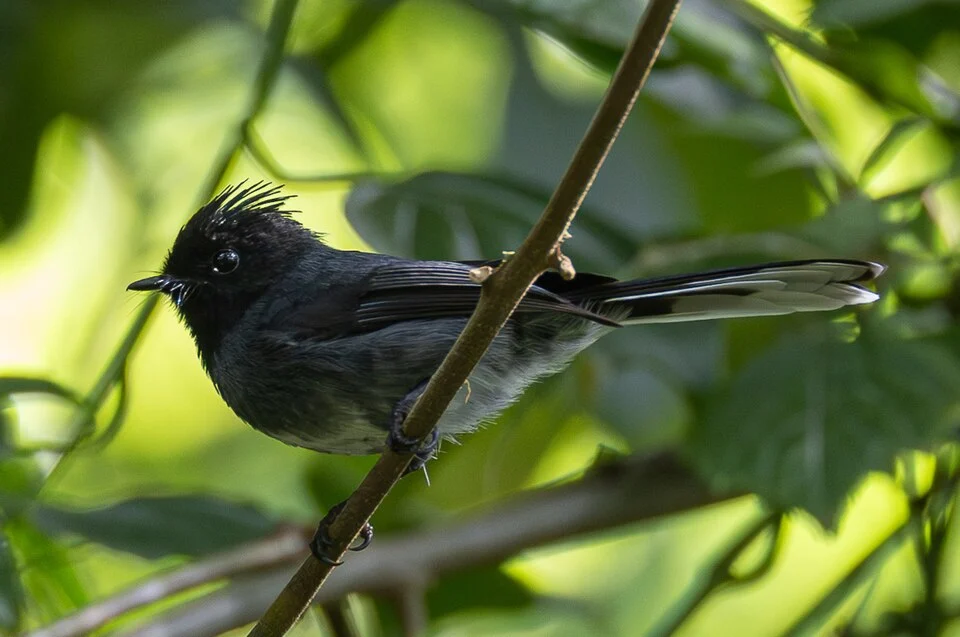 White-bellied Crested Flycatcher (Elminia albiventris) in Uganda. Photo by Rafael Würtemberger. Original iNaturalist observation here: https://www.inaturalist.org/observations/223041799