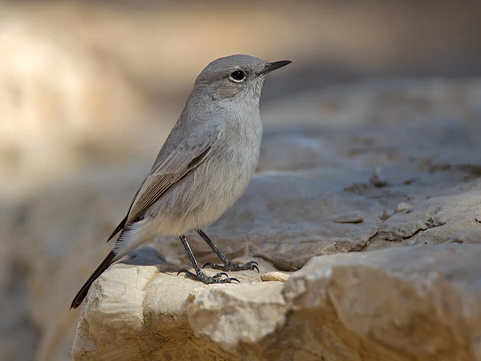 Blackstart Oenanthe melanura at Sde Boker, Israel