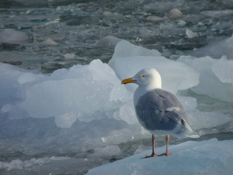 Glacous Gull Larus hyperboreus, Spitzbergen, Norway. The common large gull breeding in the arctic regions.Glacous Gull on ice