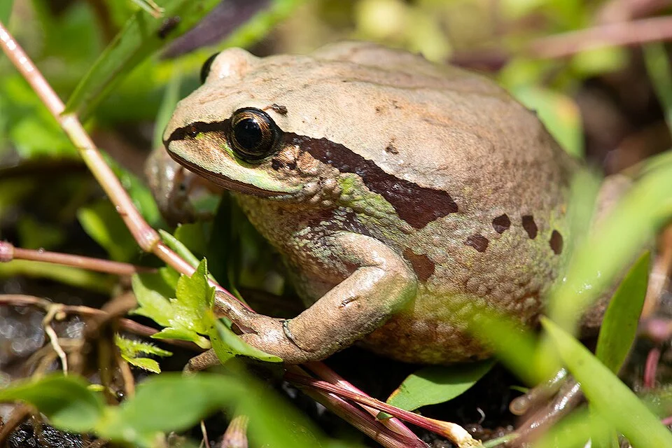 Harenna Burrowing Treefrog (Leptopelis diffidens), female, holotype, Harenna Forest, Ethiopia