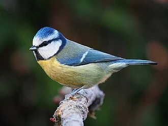 Eurasian blue tit, Cyanistes caeruleus, Lancashire, UK.