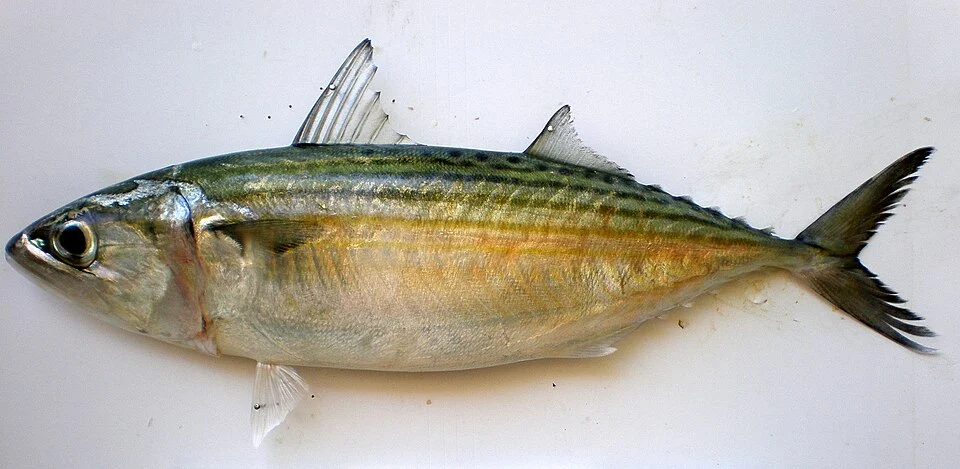 Rastrelliger kanagurta.
From fishmarket, Nouméa, New Caledonia.
